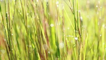 bokeh dauwdruppels in gras en de rijstplant als de zon opkomt video