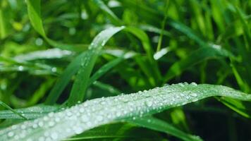 gotas de agua sobre la hierba y las hojas en la temporada de lluvias video