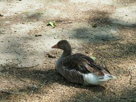 Toulouse goose scient. name Anser anser bird animal photo