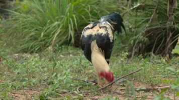 Animal chicken living in nature video