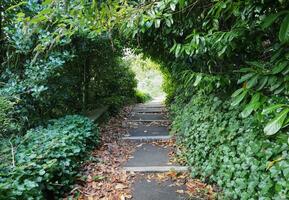 path in the woods photo