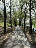 Fiume Po riverside walk in Turin photo