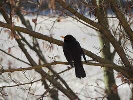 científico común del mirlo. nombre turdus merula ave animal foto