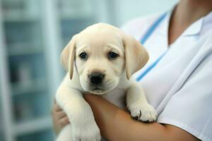 Professional veterinarian holding cute puppy. Generate Ai photo