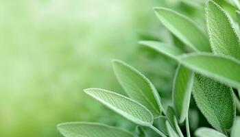 Sage leaf medicine herbal ingredient. Health aromatherapy herb. AI generative photo