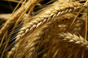 Textured Barley wheat background. Generate Ai photo