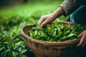Picking tea leaves on plantation. Generative AI photo