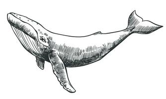 Vector hand drawn illustration of humpback whale. Sketch detailed engraving style