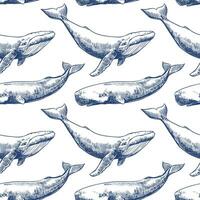 Vector seamless pattern with whales and sperm whales. Marine animals in engraving technique, freehand drawing with ink. White background. Can be used for wallpaper, textile, fabric, wrapping paper.
