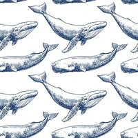 Vector seamless pattern with whales and sperm whales. Marine animals in engraving technique, freehand drawing with ink. White background. Can be used for wallpaper, textile, fabric, wrapping paper.