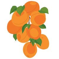 Branch with apricot fruits. Vector. Cartoon ripe apricots with leaves hanging on a tree on a white background. Elements for labels of juice, jam. vector