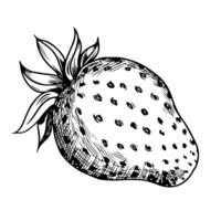 sketch of the strawberry on white background vector