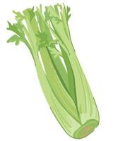 Stems and leaves of celery. Vector flat illustration. Bunch of fresh green leafy vegetables. Healthy natural raw food is rich in vitamins. Fragrant crunchy vegetable, ingredient for detox cocktails.