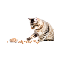 Cat Food British Shorthai Generative Ai png