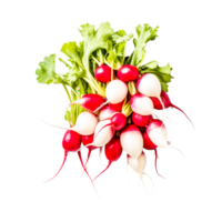 Radish Food Turnip Graphy  Generative Ai png