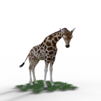 giraffa isolato 3d png