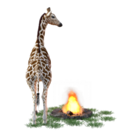 giraff isolerat 3d png