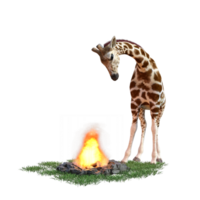 girafa isolado 3d png