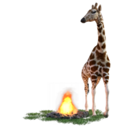 Giraffe isoliert 3d png