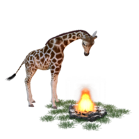 girafe isolé 3d png