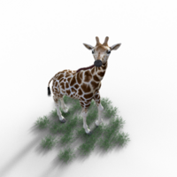 girafe isolé 3d png