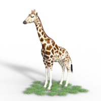 Giraffe isoliert 3d png