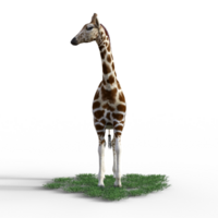 girafe isolé 3d png