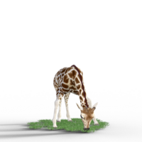 girafa isolado 3d png