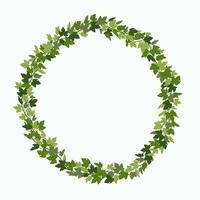 Ivy wreath, green creeper circle frame isolated on white background. Vector illustration in flat cartoon style..