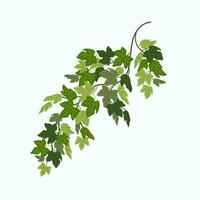 Ivy vine, green leaves of a creeper plant isolated on white background. Vector illustration in flat cartoon style.