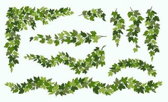 Ivy vines set, various green creeper plant isolated on white background. Vector illustration in flat cartoon style