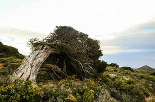 un árbol ese tiene caído terminado en el lado de un montaña foto