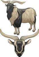 Vector illustration of a goat. Breed of Arapawa goat