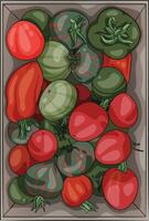 Vector illustration of a box with homemade tomatoes