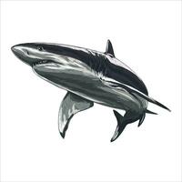 tiburón dibujado a mano Clásico bosquejo diseño vector
