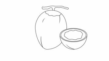 Animation forms a sketch of a coconut fruit icon video