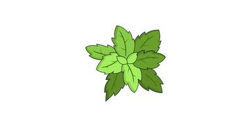 video animation of the moving mint leaf icon