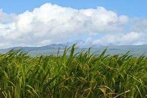 Field of sugar cane in Sainte Suzanne de la Reunion photo