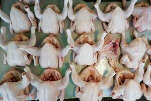 fresh broiler chickens or purebred chickens without feathers are sold in the market photo