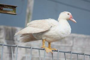 selective focus on a white duck perched on an iron fence photo