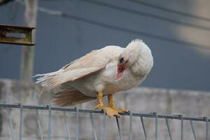 selective focus on a white duck perched on an iron fence photo