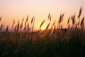 the sun is setting over a field of tall grass, ai generative photo