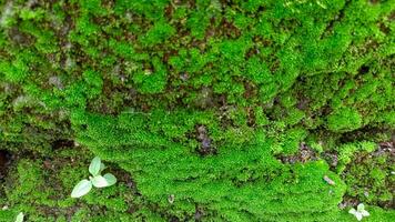 Moss and plants grow in the brick wall photo