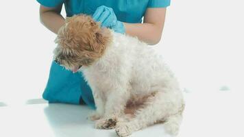 Veterinarian doctor and a labrador puppy at vet ambulance video