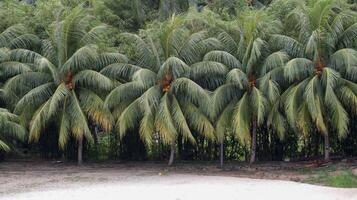 Coconut trees are neatly lined up and white sand beach in front and forest background. photo