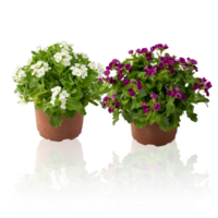 flower bush in pot cut out isolated transparent background png