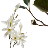 flower with branches cut out isolated transparent background png