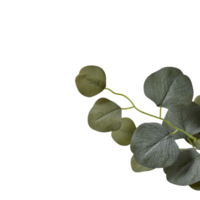 Blume mit Geäst Schnitt aus isoliert transparent Hintergrund png