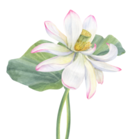 White Lotus flower and Leaf. Delicate blooming Water Lily. Intertwining stems of flower and leaf. Watercolor illustration. Hand drawn composition for poster, cards, greeting png