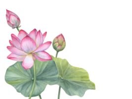 Floral composition of Indian sacred lotus flowers with leaves. Water lily, Indian lotus, green leaf, bud. Space for text. Watercolor illustration for greetings, package, label. png